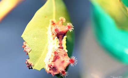 Caterpillar hanging from leaf